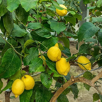Лимон Монакелло / Lemon Monachello — цитрусовое растение, фото
