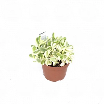 Котиледон "Cotyledon Variegata"