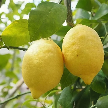 Лимон Сорренто Овал / Lemon Ovale di Sorrento — цитрусовое растение, фото
