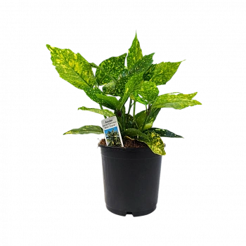 Аукуба японская Кротонифолия/ Aucuba japonica Crotonifolia