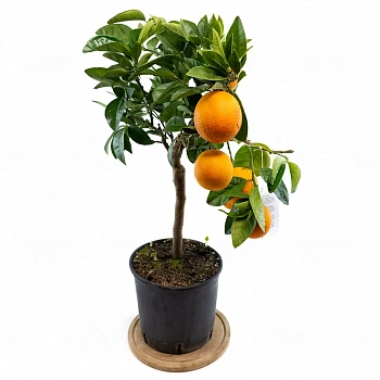 Апельсин Фрагола / Orange Fragola — цитрусовое растение, фото
