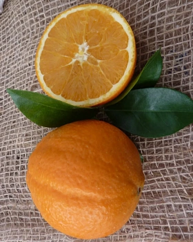 Апельсин Навелина Корругато / Orange Navelina Corrugated — цитрусовое растение, фото
